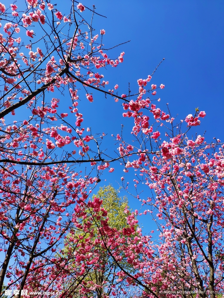 郑和公园的花