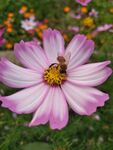 花 蜜蜂