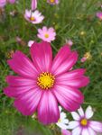 格桑花