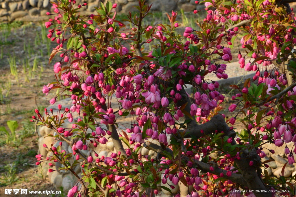 垂丝海棠花