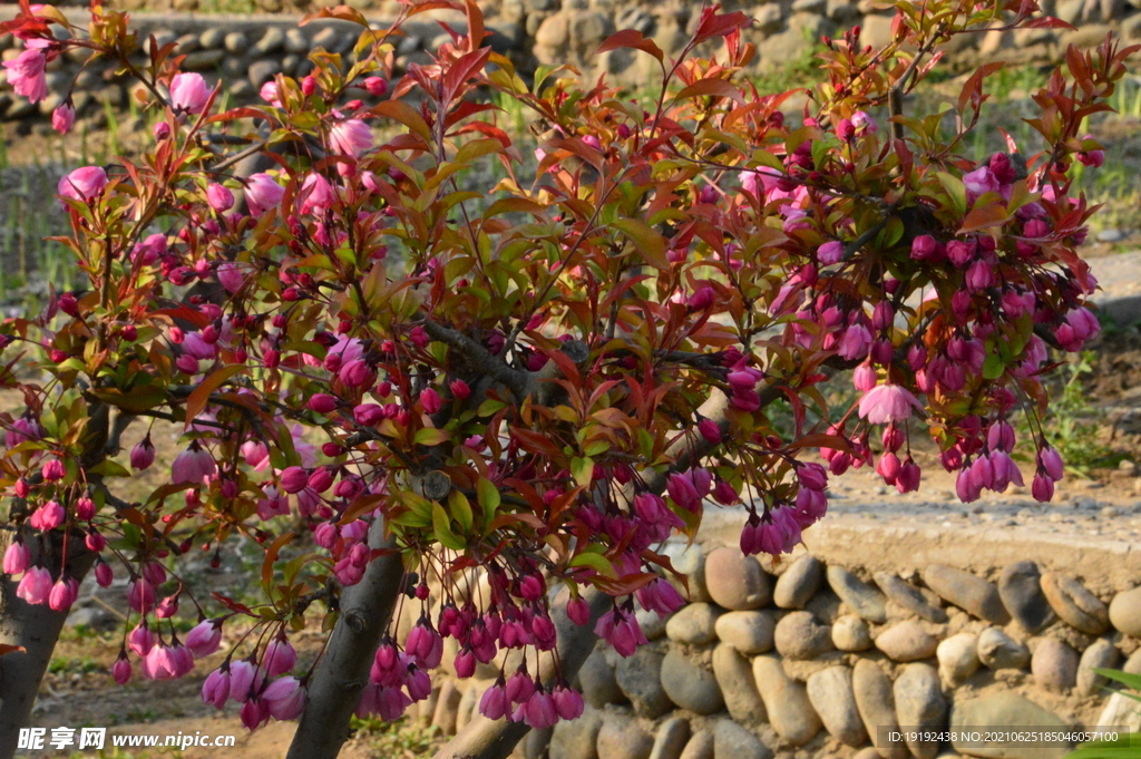 垂丝海棠花