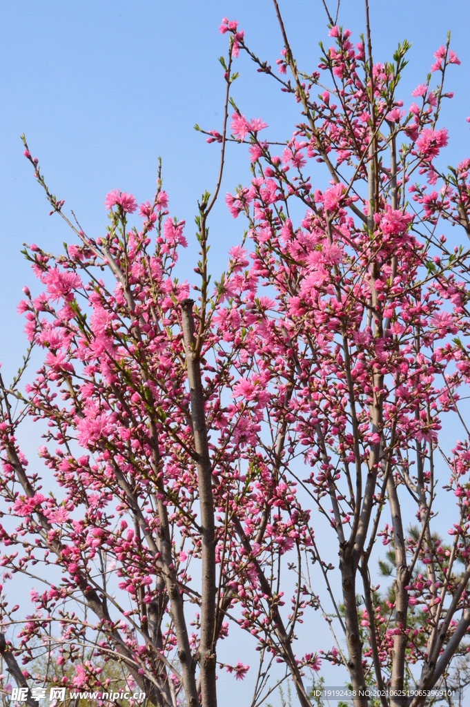 菊花桃