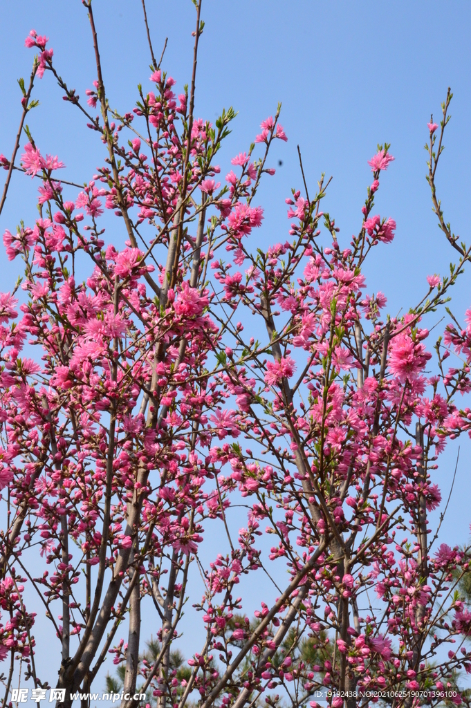 菊花桃