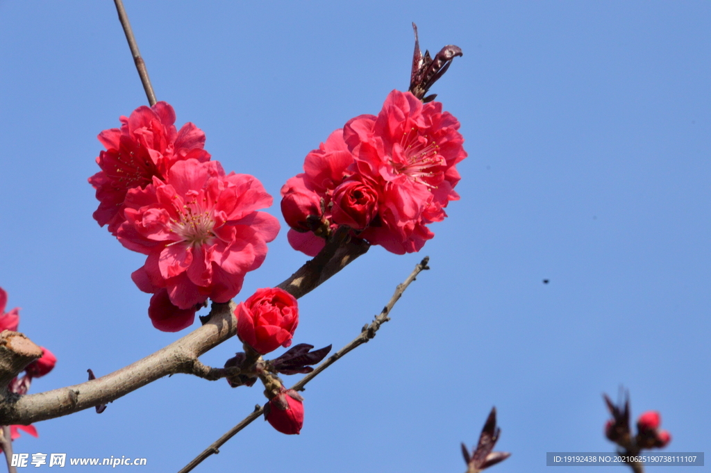 碧桃花儿