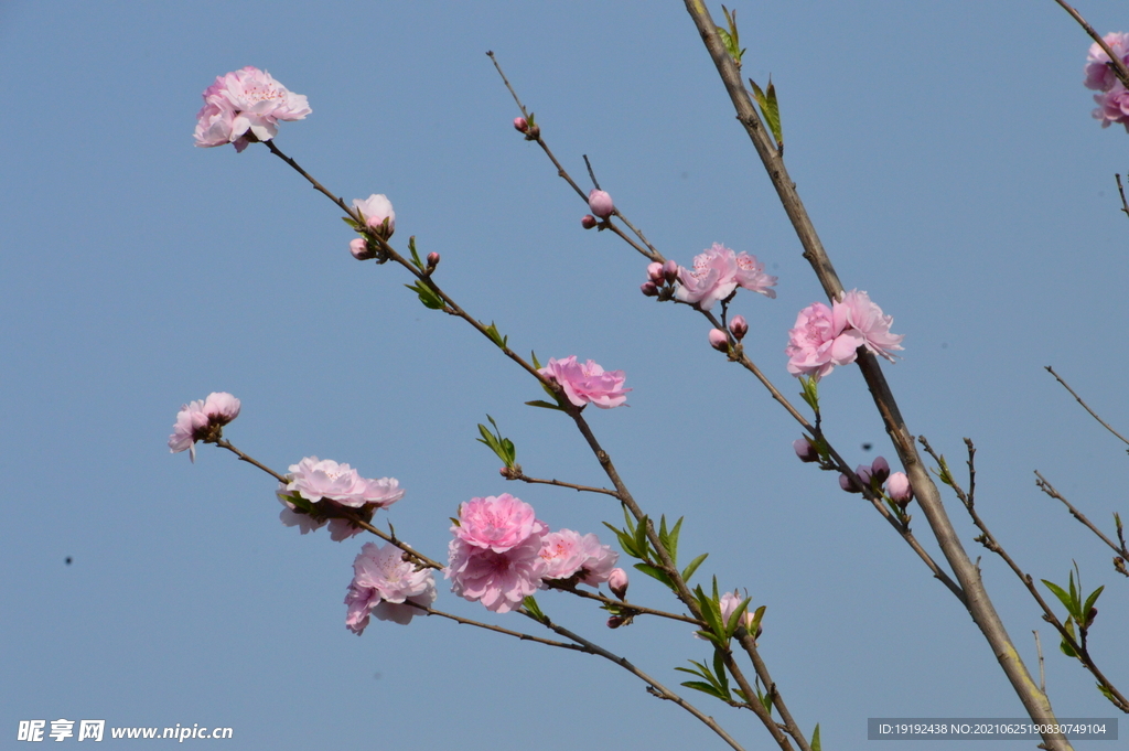 碧桃花儿