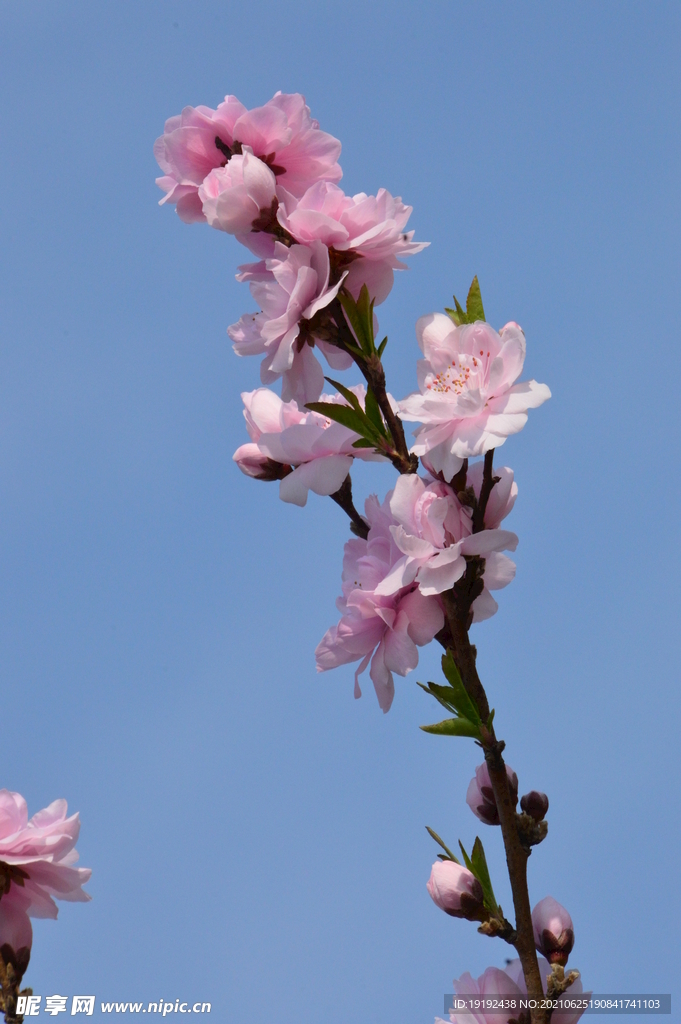 碧桃花儿