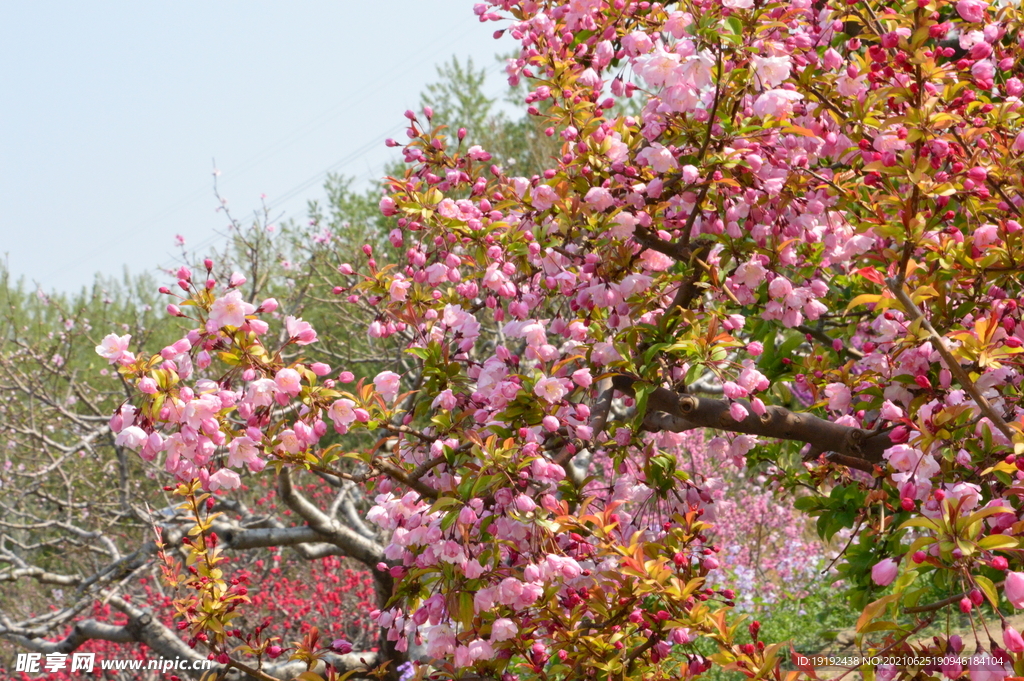 垂丝海棠花 