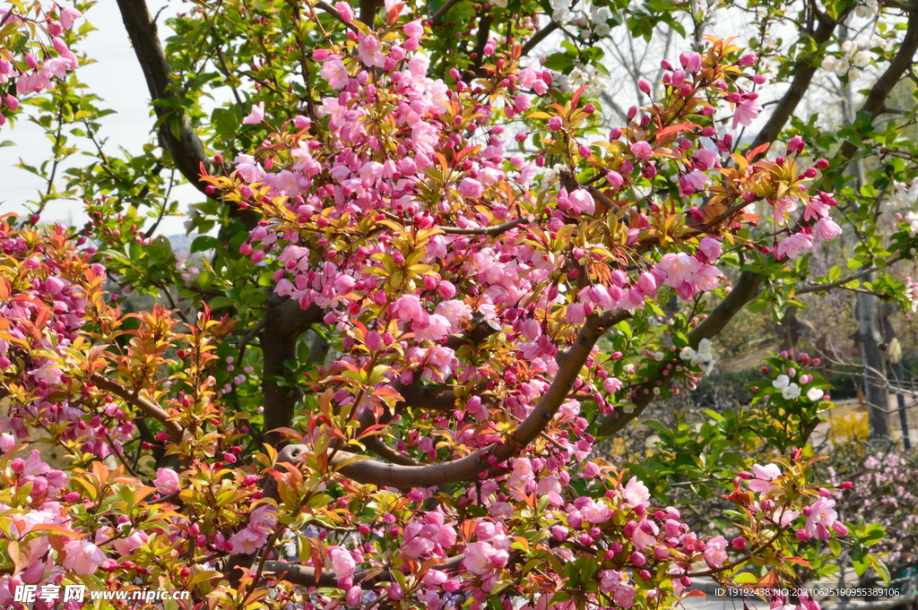 垂丝海棠花 
