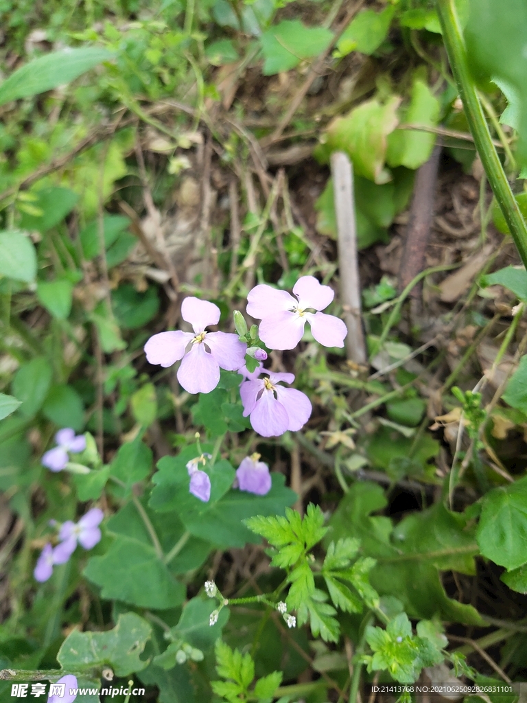 小花花朵花卉