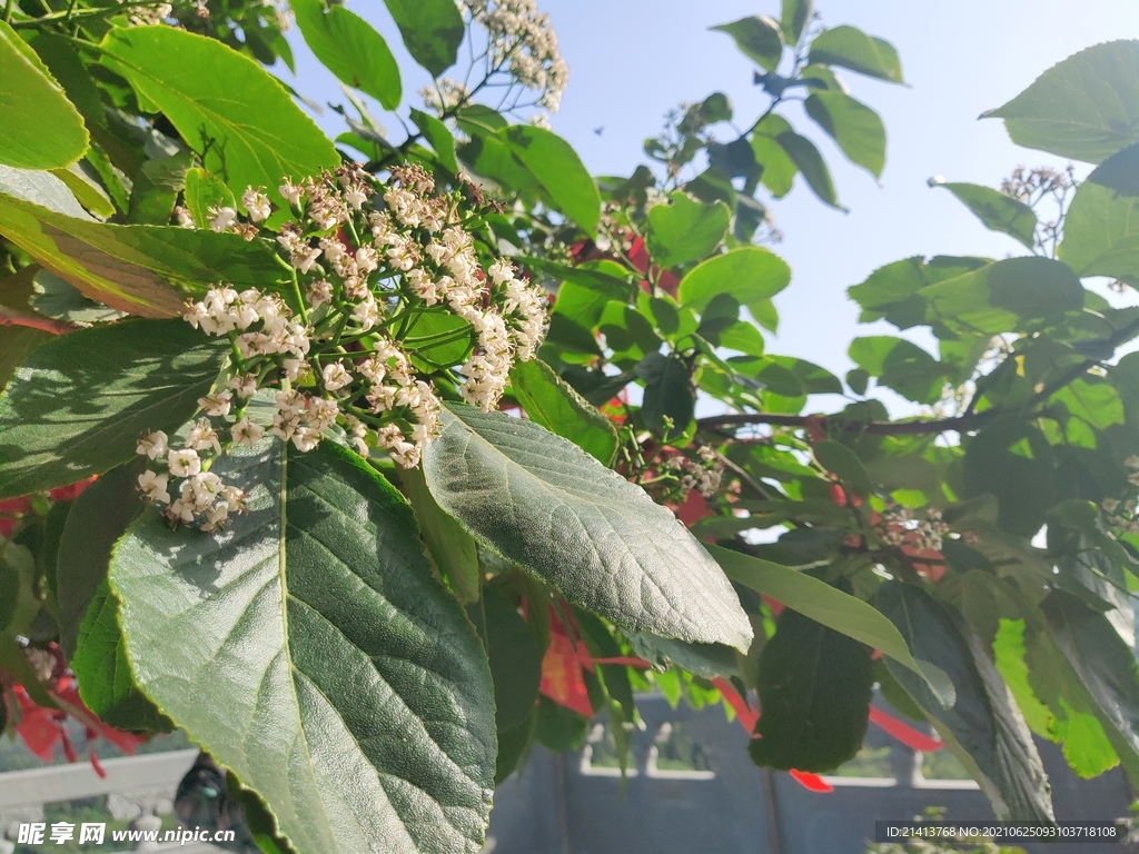 小花花朵花卉 