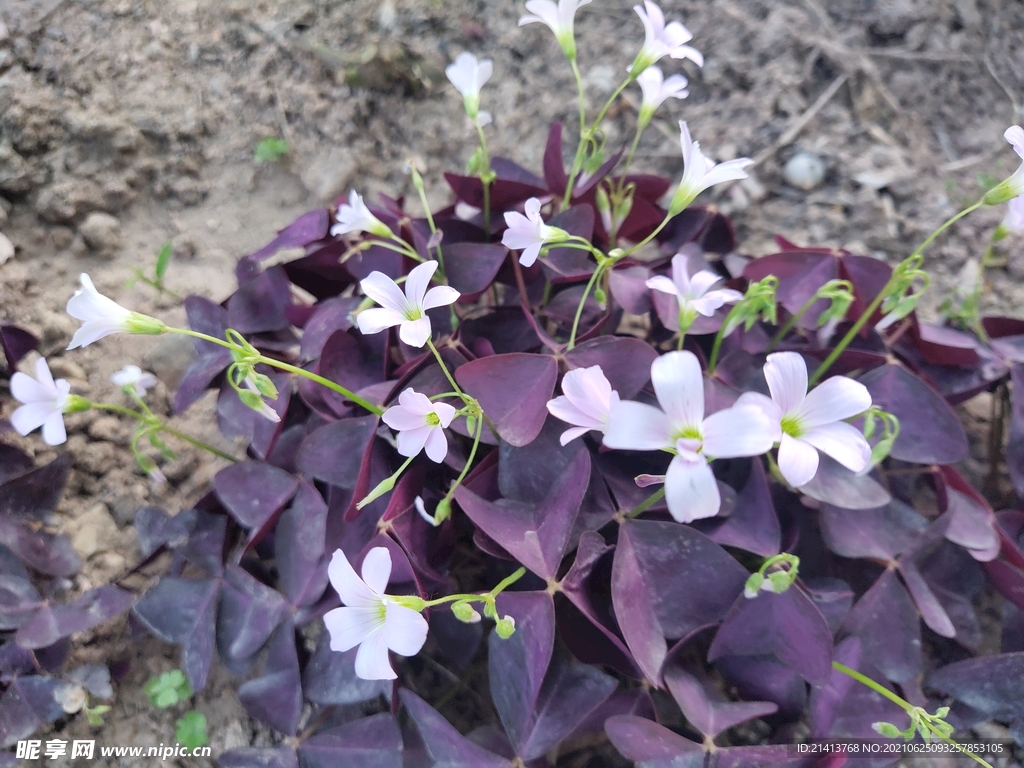 小花花朵花卉 