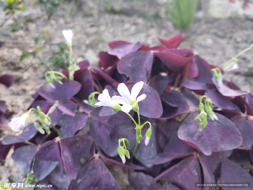 小花花朵花卉 