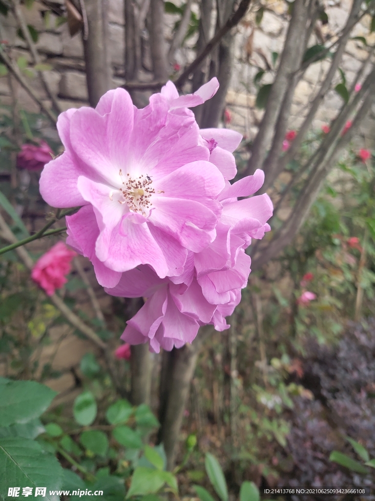 小花花朵花卉 