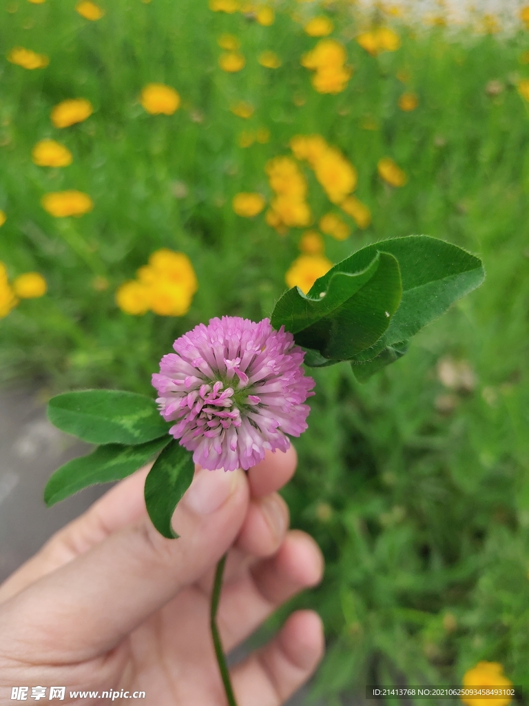 小花花朵花卉 