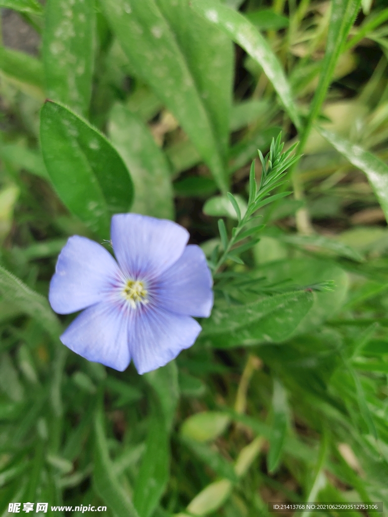 小花花朵花卉 