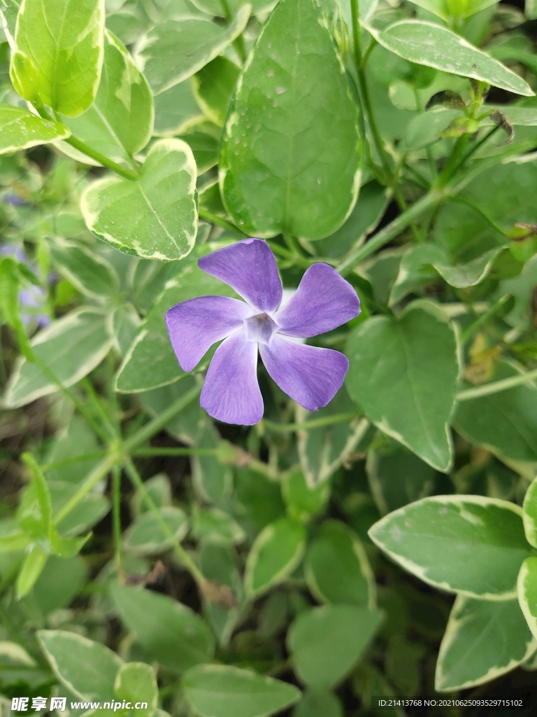 小花花朵花卉