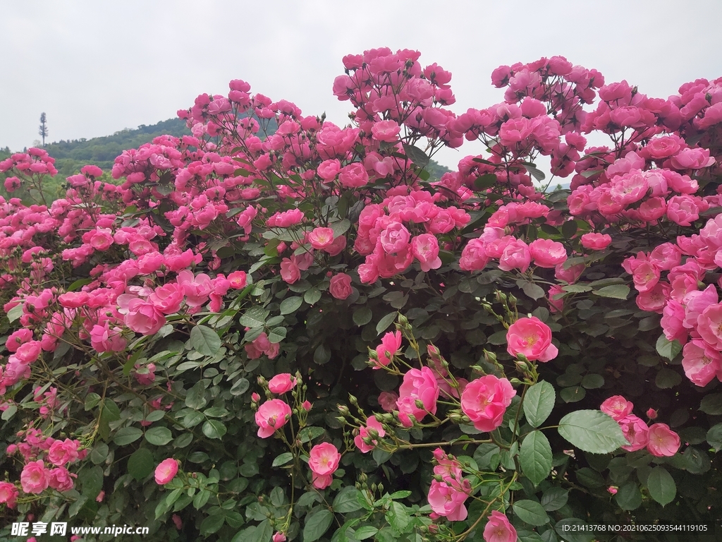 月季花朵花卉