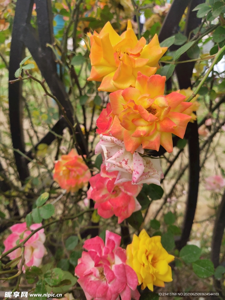 月季花朵花卉 