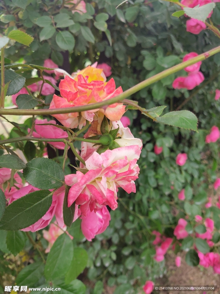 月季花朵花卉