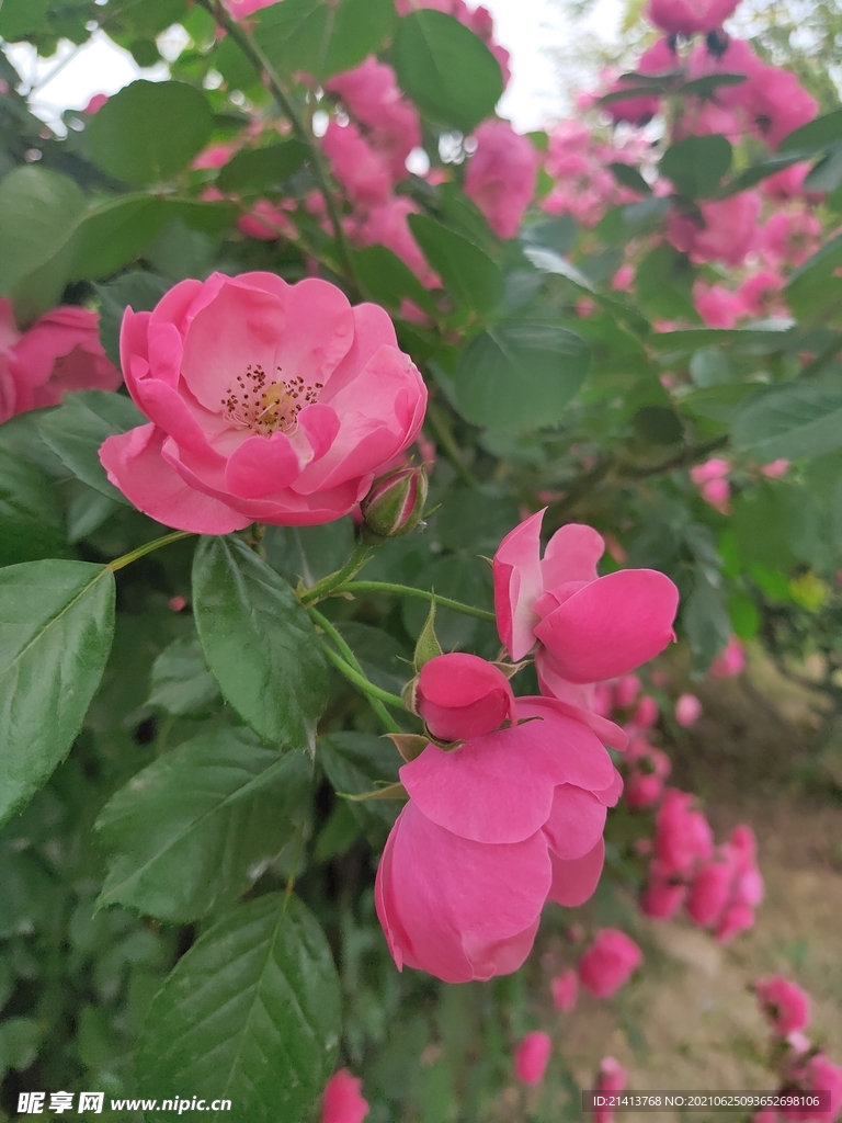 月季花朵花卉 