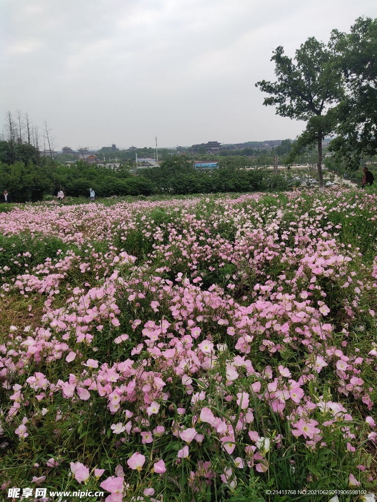  月季花朵花卉 