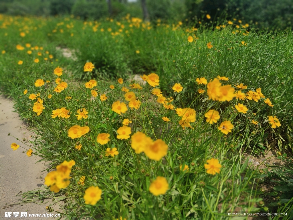 小花花朵花卉