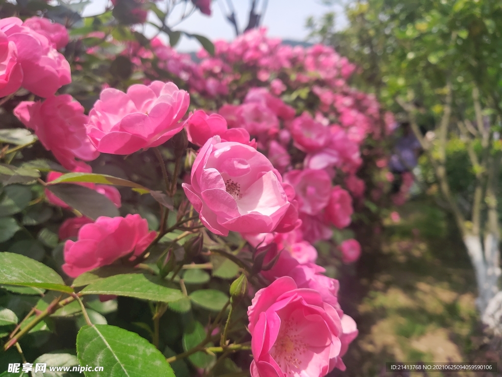 月季花朵花卉