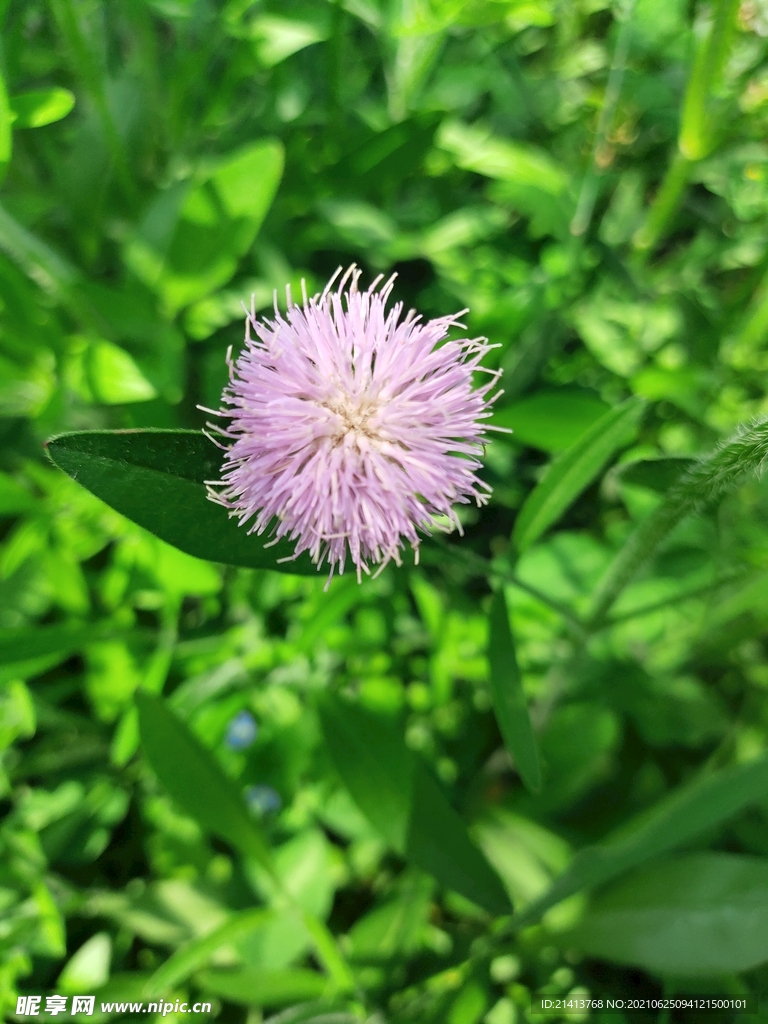 小花花朵花卉