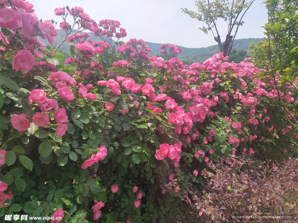 小花花朵花卉