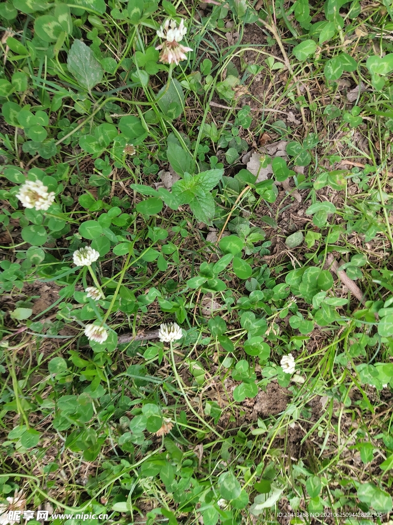 小花花朵花卉 