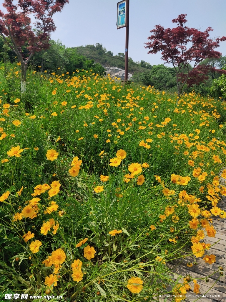 小花花朵花卉