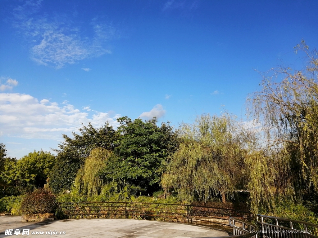观景台边的翠柳 