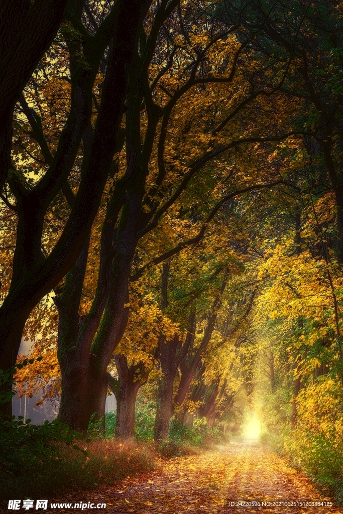 林荫道