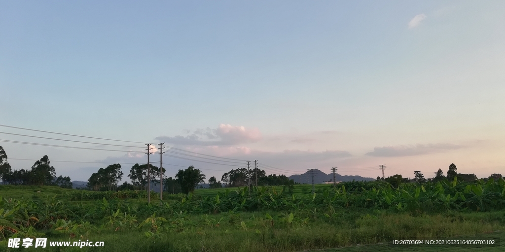 香蕉树林风景