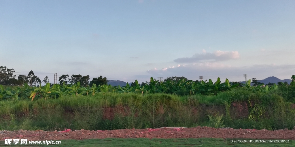 香蕉树风景