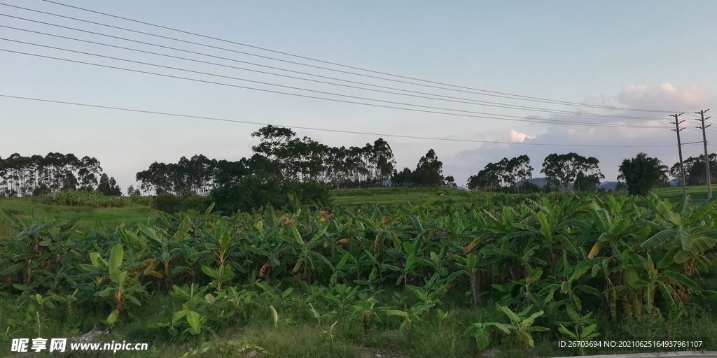 香蕉树林风景