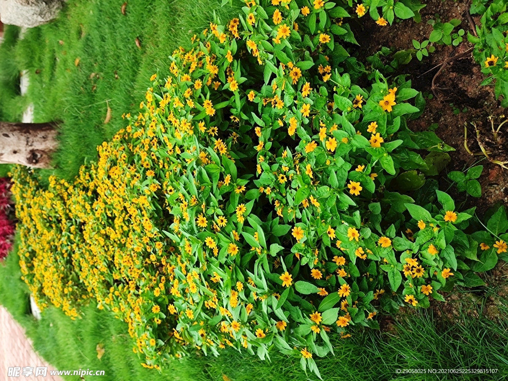 小黄花鲜花