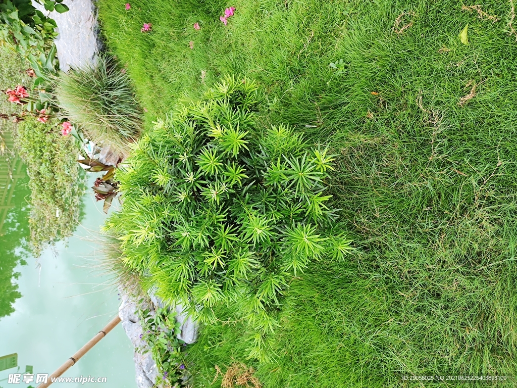 罗汉松
