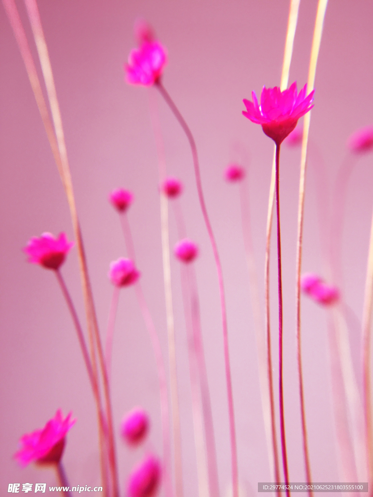 干花 照片