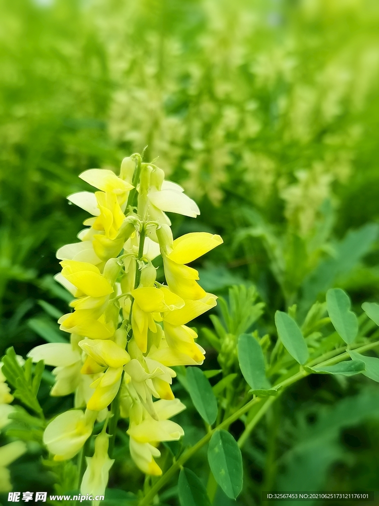 小野花  草木犀