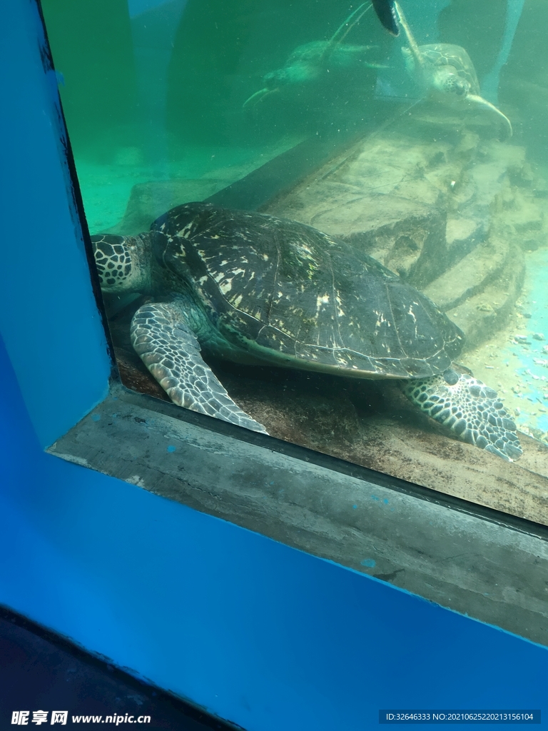 海龟