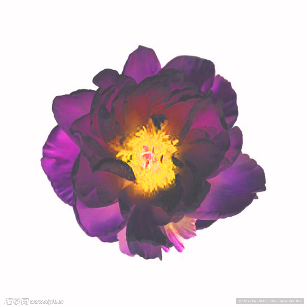 紫花