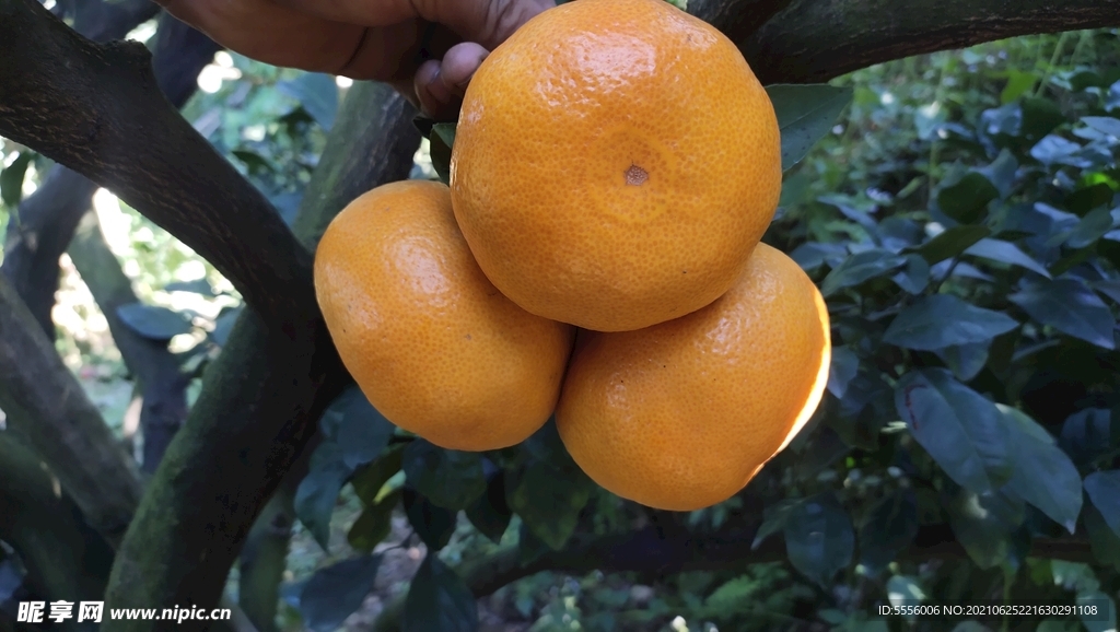 三明密桔 橘子