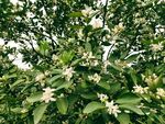 三明 密桔 花开了