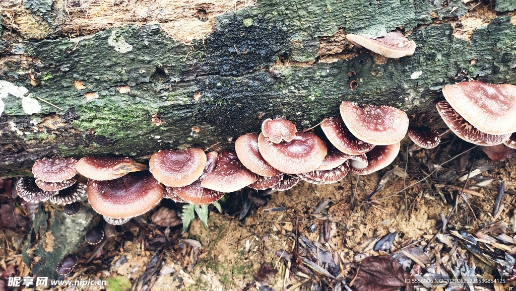 椴木香菇