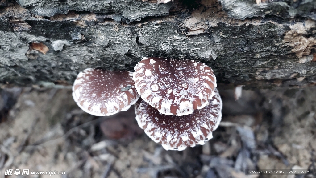 椴木香菇