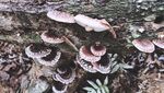 椴木香菇 