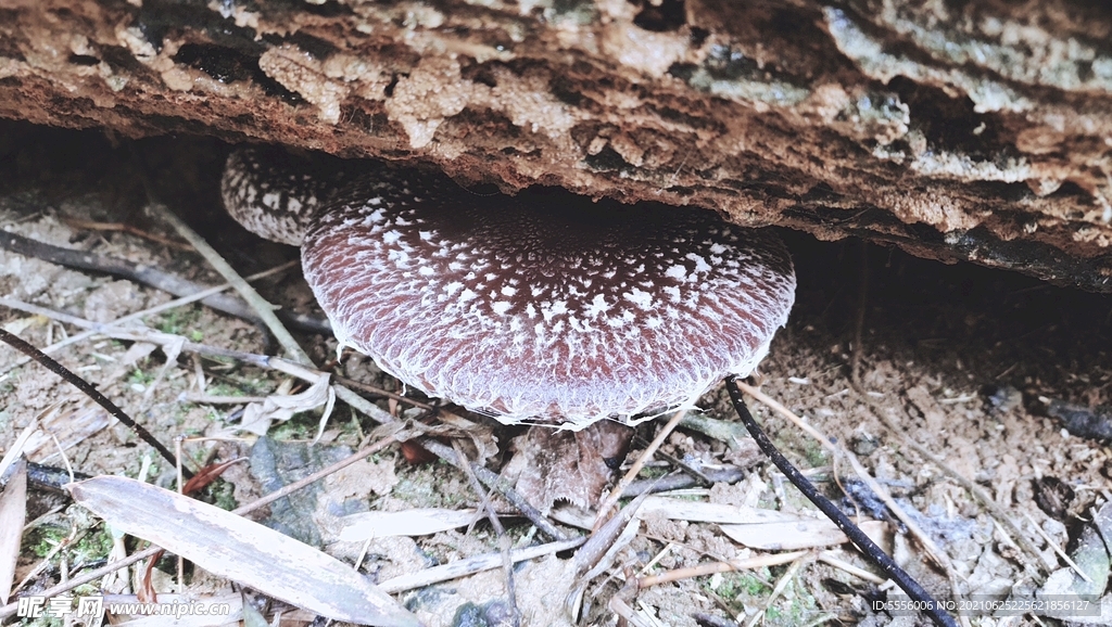 椴木香菇 