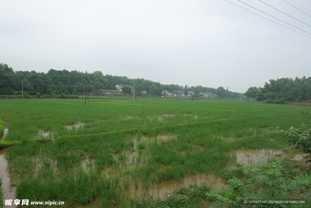 水田自然风光