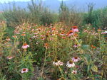 松果菊